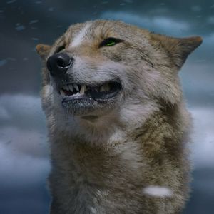 Photo Le Dernier Loup