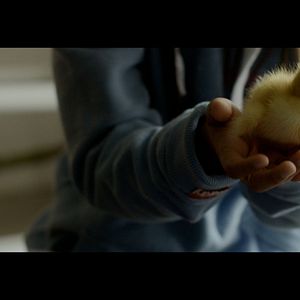 Photo Les Oiseaux De Passage