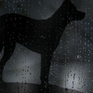 Photo Heart Of A Dog