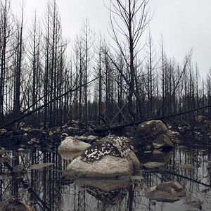Photo Jordskott, la forêt des disparus