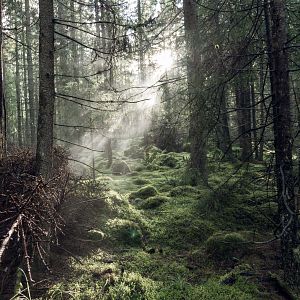 Photo Jordskott, la forêt des disparus