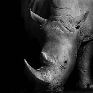 Photo Racing Extinction