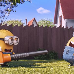Photo Minions en herbe