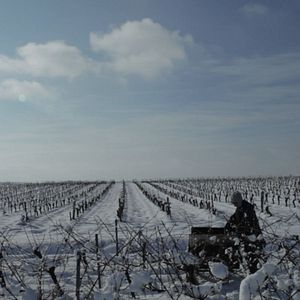 Photo Vendanges