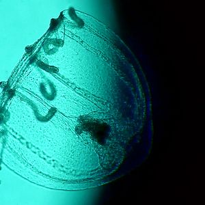 Photo Spira Mirabilis