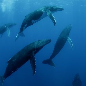 Photo Baleines
