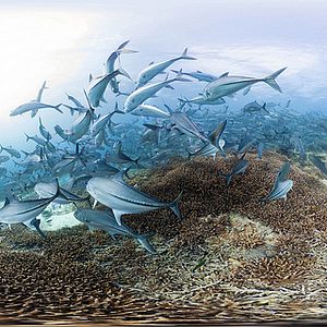 Photo Chasing Coral