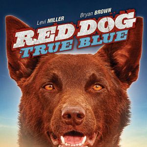 Photo Blue, mon Chien d'Australie