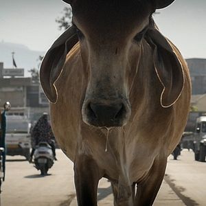 Photo La Fin de la viande