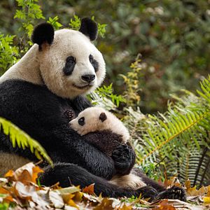 Photo Nés en Chine