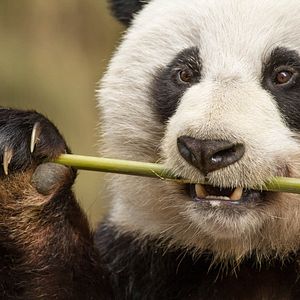 Photo Nés en Chine