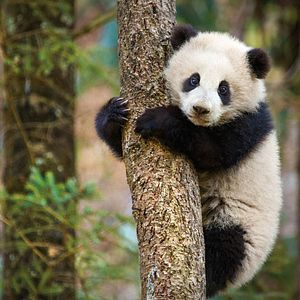 Photo Nés en Chine