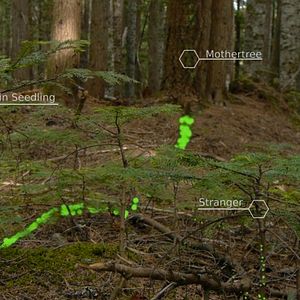 Photo L'Intelligence des Arbres