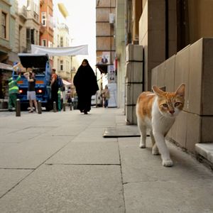 Photo Kedi - Des chats et des hommes