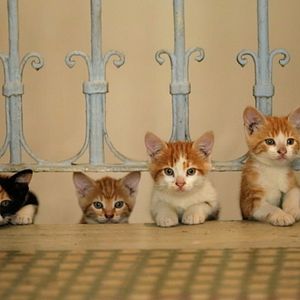Photo Kedi - Des chats et des hommes
