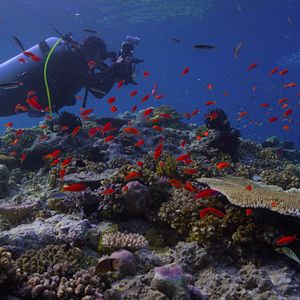 Photo Chasing Coral