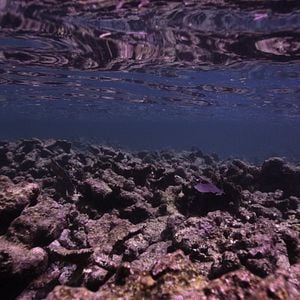 Photo Chasing Coral