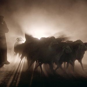 Photo Des Moutons et des Hommes
