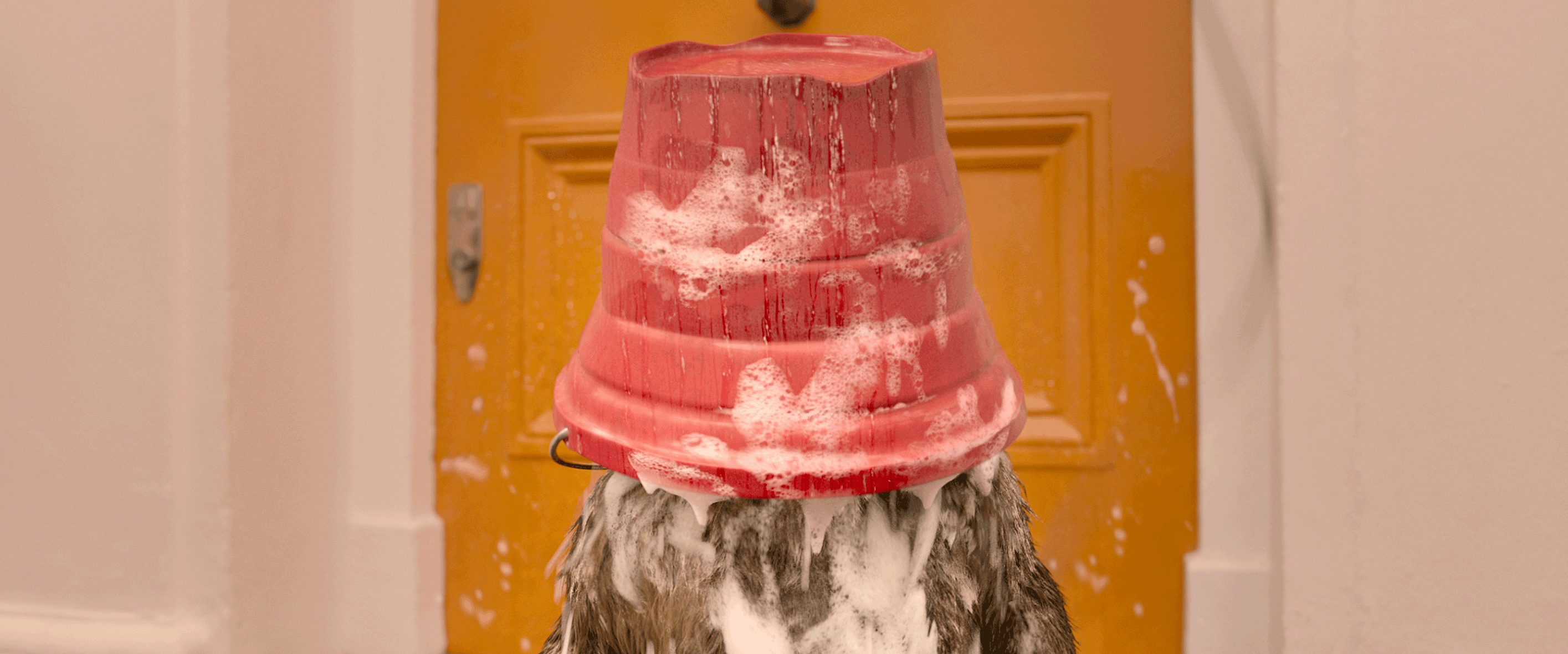 Photo Paddington 2
