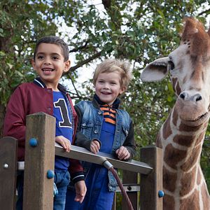 Photo Raf, ma Girafe