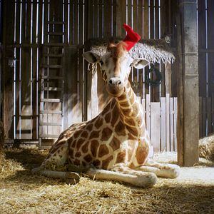 Photo Raf, ma Girafe