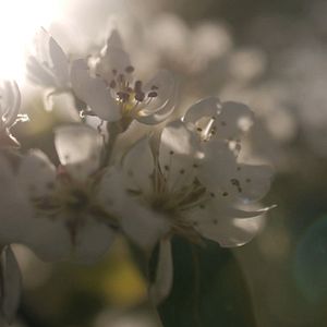 Photo Ceres