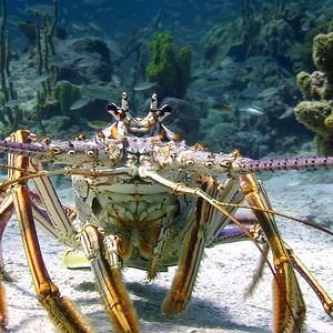 Photo Wonders of the Sea 3D