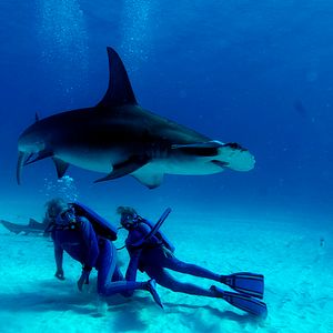 Photo Wonders of the Sea 3D