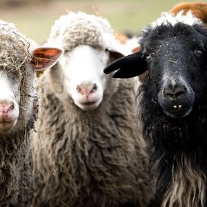 Photo Citizen Animal - A Small Family's Quest for Animal Rights