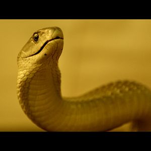 Photo Serpent