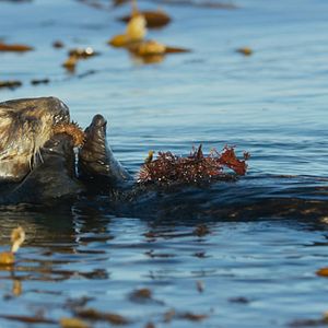 Photo Océans : Notre planète bleue