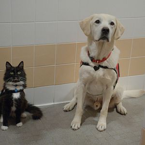 Photo Mon chat, mon chien... et les autres ?
