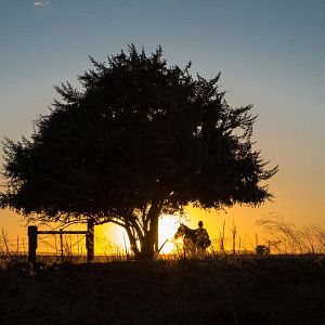 Photo La Route sauvage (Lean on Pete)