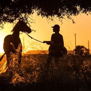 Photo La Route sauvage (Lean on Pete)