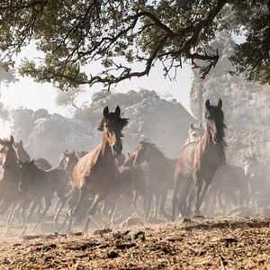Photo Whisper 4 : la légende de la guerrière