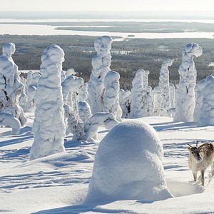 Photo Aïlo : une odyssée en Laponie