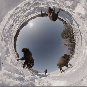 Photo The Wild Immersion