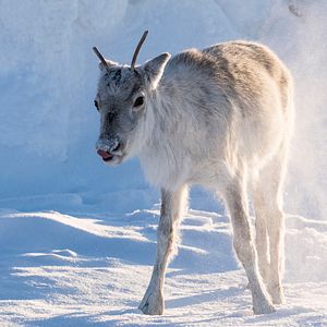 Photo Aïlo : une odyssée en Laponie