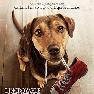 Photo L'Incroyable aventure de Bella