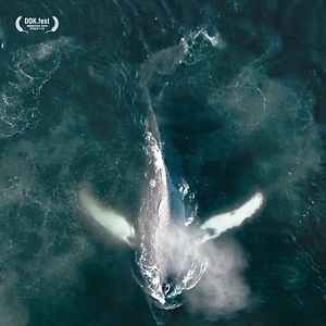Photo La Baleine & le corbeau