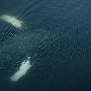 Photo La Baleine & le corbeau