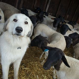 Photo Tout est possible (The biggest little farm)