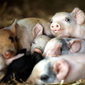 Photo Tout est possible (The biggest little farm)
