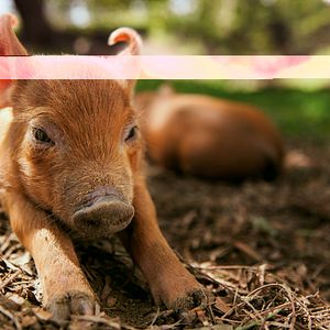 Photo Tout est possible (The biggest little farm)