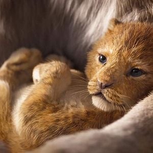 Photo Le Roi Lion