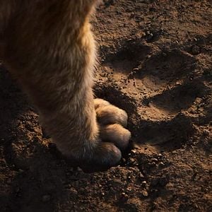 Photo Le Roi Lion