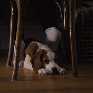 Photo Mes autres vies de chien