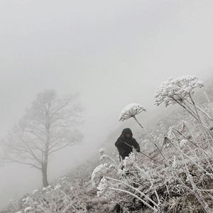 Photo Marche avec les loups