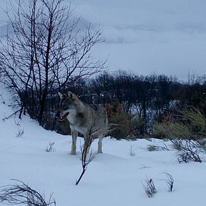 Photo Marche avec les loups