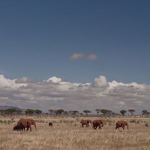 Photo The Elephant Queen